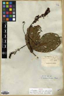 Type specimen at Edinburgh (E). Wight, Robert: 1055. Barcode: E00174603.