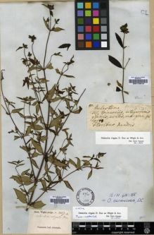 Type specimen at Edinburgh (E). Wight, Robert: 1147.A. Barcode: E00174612.