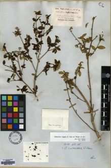Type specimen at Edinburgh (E). Wight, Robert: 1148.A. Barcode: E00174616.