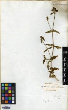 Type specimen at Edinburgh (E). Wight, Robert: 1148. Barcode: E00174620.