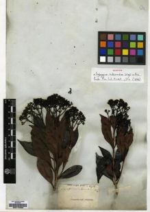 Type specimen at Edinburgh (E). Wight, Robert: 1072. Barcode: E00174625.