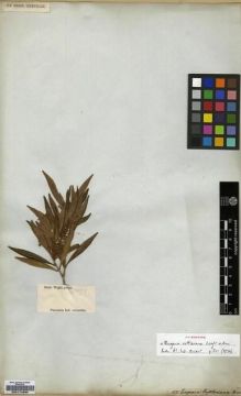 Type specimen at Edinburgh (E). Wight, Robert: 1075. Barcode: E00174630.