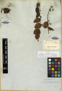 Type specimen at Edinburgh (E). Wight, Robert: 1077. Barcode: E00174631.
