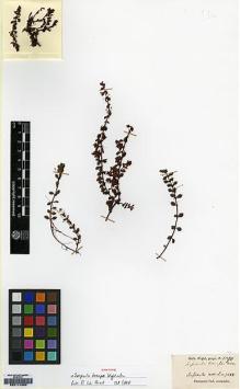 Type specimen at Edinburgh (E). Wight, Robert: 1090. Barcode: E00174633.