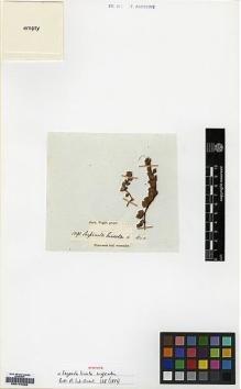 Type specimen at Edinburgh (E). Wight, Robert: 1091. Barcode: E00174638.