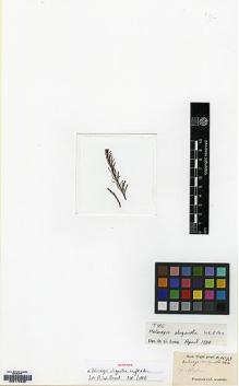 Type specimen at Edinburgh (E). Wight, Robert: 1093. Barcode: E00174639.