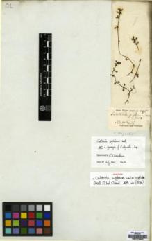 Type specimen at Edinburgh (E). Wight, Robert: 1095. Barcode: E00174640.