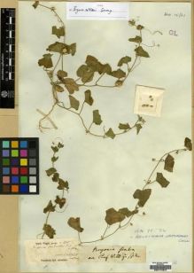 Type specimen at Edinburgh (E). Wight, Robert: 1114. Barcode: E00174647.
