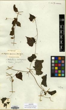 Type specimen at Edinburgh (E). Wight, Robert: 1116. Barcode: E00174654.