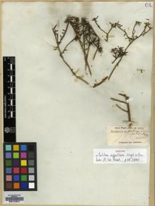 Type specimen at Edinburgh (E). Wight, Robert: 1165. Barcode: E00174674.