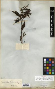 Type specimen at Edinburgh (E). Wight, Robert: 1230. Barcode: E00174715.
