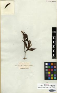 Type specimen at Edinburgh (E). Wight, Robert: 1230. Barcode: E00174716.