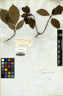 Type specimen at Edinburgh (E). Wight, Robert: 1255. Barcode: E00174723.