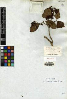 Type specimen at Edinburgh (E). Wight, Robert: 1257. Barcode: E00174725.