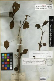 Type specimen at Edinburgh (E). Wight, Robert: 1277. Barcode: E00174732.