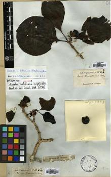 Type specimen at Edinburgh (E). Wight, Robert: 1280B. Barcode: E00174735.