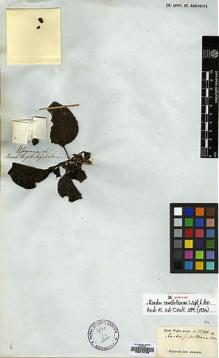 Type specimen at Edinburgh (E). Wight, Robert: 1280A. Barcode: E00174736.
