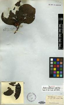 Type specimen at Edinburgh (E). Wight, Robert: 1280B. Barcode: E00174737.