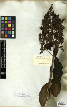 Type specimen at Edinburgh (E). Wight, Robert: 1285. Barcode: E00174743.