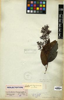 Type specimen at Edinburgh (E). Wallich, Nathaniel: 6274. Barcode: E00174745.