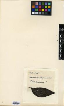 Type specimen at Edinburgh (E). Wallich, Nathaniel: 6274A. Barcode: E00174746.
