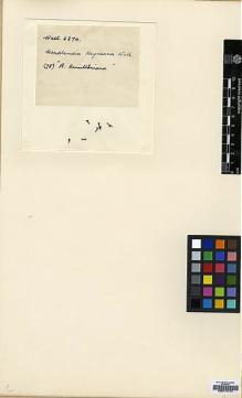Type specimen at Edinburgh (E). Wallich, Nathaniel: 6274. Barcode: E00174747.