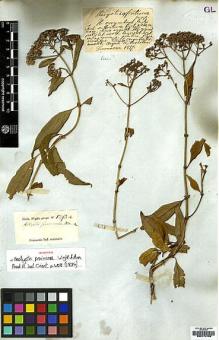 Type specimen at Edinburgh (E). Wight, Robert: 1293A. Barcode: E00174756.