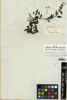 Type specimen at Edinburgh (E). Wight, Robert: 1296. Barcode: E00174765.