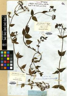 Type specimen at Edinburgh (E). Wight, Robert: 1298. Barcode: E00174771.