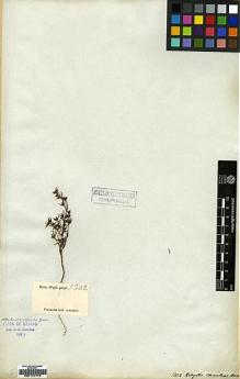Type specimen at Edinburgh (E). Wight, Robert: 144. Barcode: E00174779.