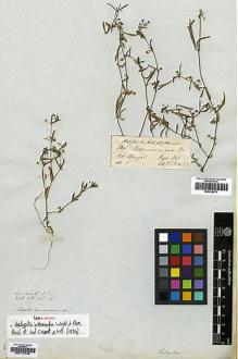 Type specimen at Edinburgh (E). Wallich, Nathaniel: 868H. Barcode: E00174786.