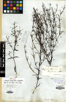 Type specimen at Edinburgh (E). Wallich, Nathaniel: 867B. Barcode: E00174805.