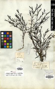 Type specimen at Edinburgh (E). Wallich, Nathaniel: 867B. Barcode: E00174806.