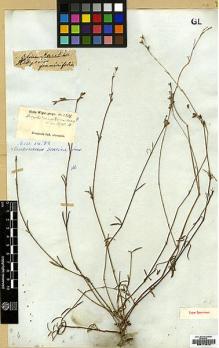 Type specimen at Edinburgh (E). Wight, Robert: 1314. Barcode: E00174812.