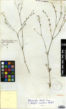 Type specimen at Edinburgh (E). Wight, Robert: [1314]. Barcode: E00174816.