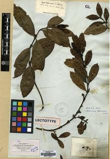 Type specimen at Edinburgh (E). Wight, Robert: 1353. Barcode: E00174817.