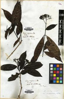 Type specimen at Edinburgh (E). Wallich, Nathaniel: 6154A. Barcode: E00174821.