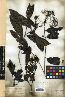 Type specimen at Edinburgh (E). Wight, Robert: 1335. Barcode: E00174824.
