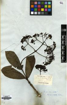 Type specimen at Edinburgh (E). Wight, Robert: 1336B. Barcode: E00174825.