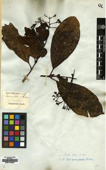 Type specimen at Edinburgh (E). Wight, Robert: 1337. Barcode: E00174826.