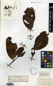 Type specimen at Edinburgh (E). Wight, Robert: 1337. Barcode: E00174827.