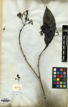 Type specimen at Edinburgh (E). Wallich, Nathaniel: 6154C. Barcode: E00174828.