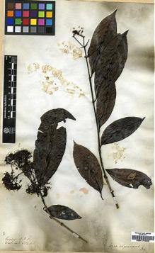 Type specimen at Edinburgh (E). Wallich, Nathaniel: 6154C. Barcode: E00174829.