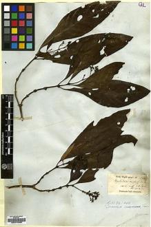 Type specimen at Edinburgh (E). Wight, Robert: 1350. Barcode: E00174835.