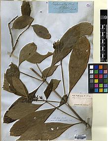 Type specimen at Edinburgh (E). Wight, Robert: 1350. Barcode: E00174836.
