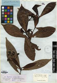 Type specimen at Edinburgh (E). Wight, Robert: 1349. Barcode: E00174839.