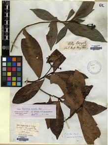 Type specimen at Edinburgh (E). Wight, Robert: 1349. Barcode: E00174840.