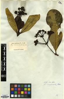 Type specimen at Edinburgh (E). Wight, Robert: 1348. Barcode: E00174843.