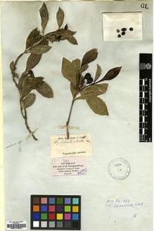 Type specimen at Edinburgh (E). Wight, Robert: 1351. Barcode: E00174844.
