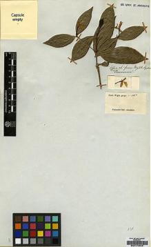 Type specimen at Edinburgh (E). Wight, Robert: 1357. Barcode: E00174846.